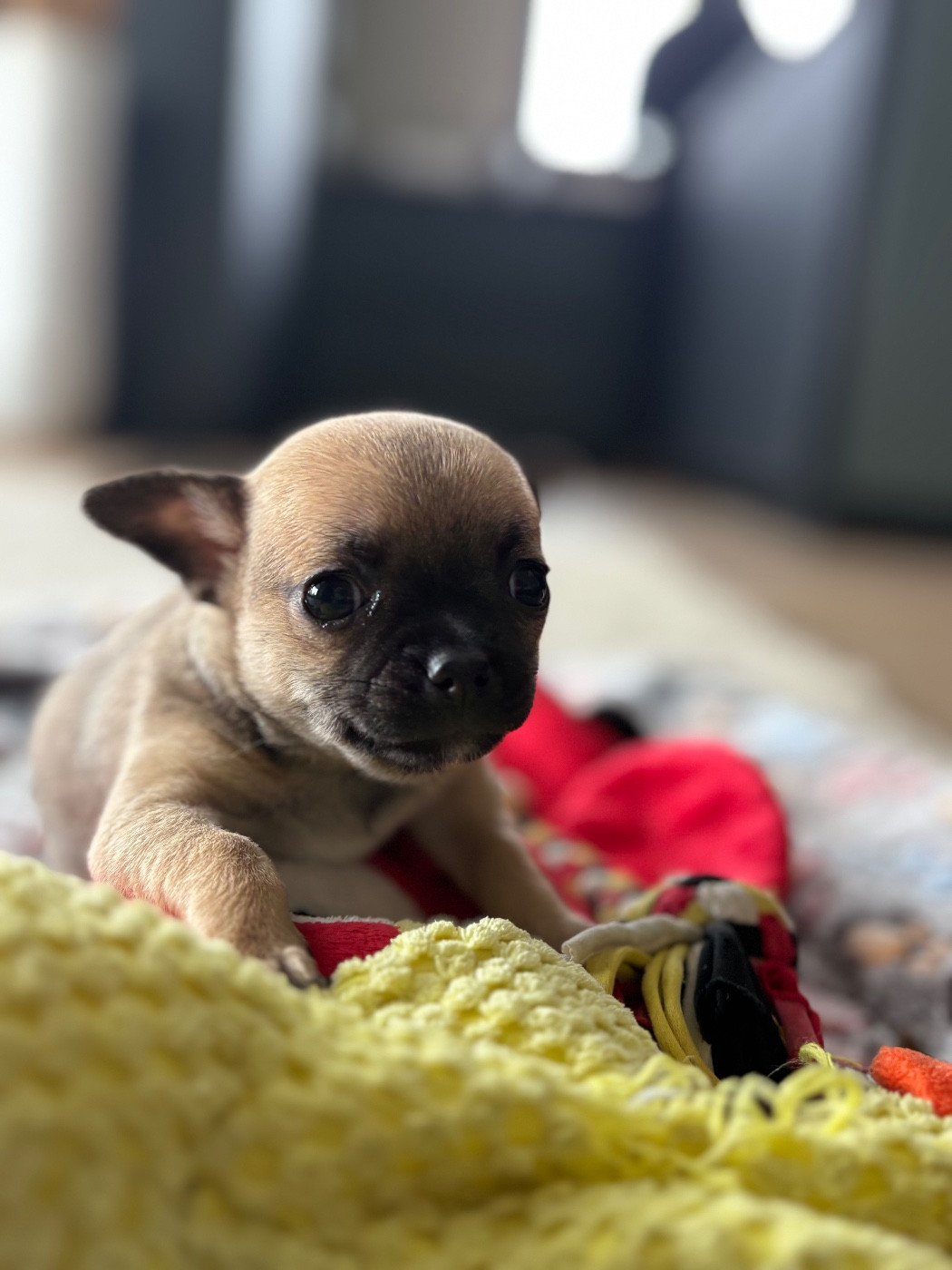 Des Niglots Du Gard - Chiots disponibles - Chihuahua