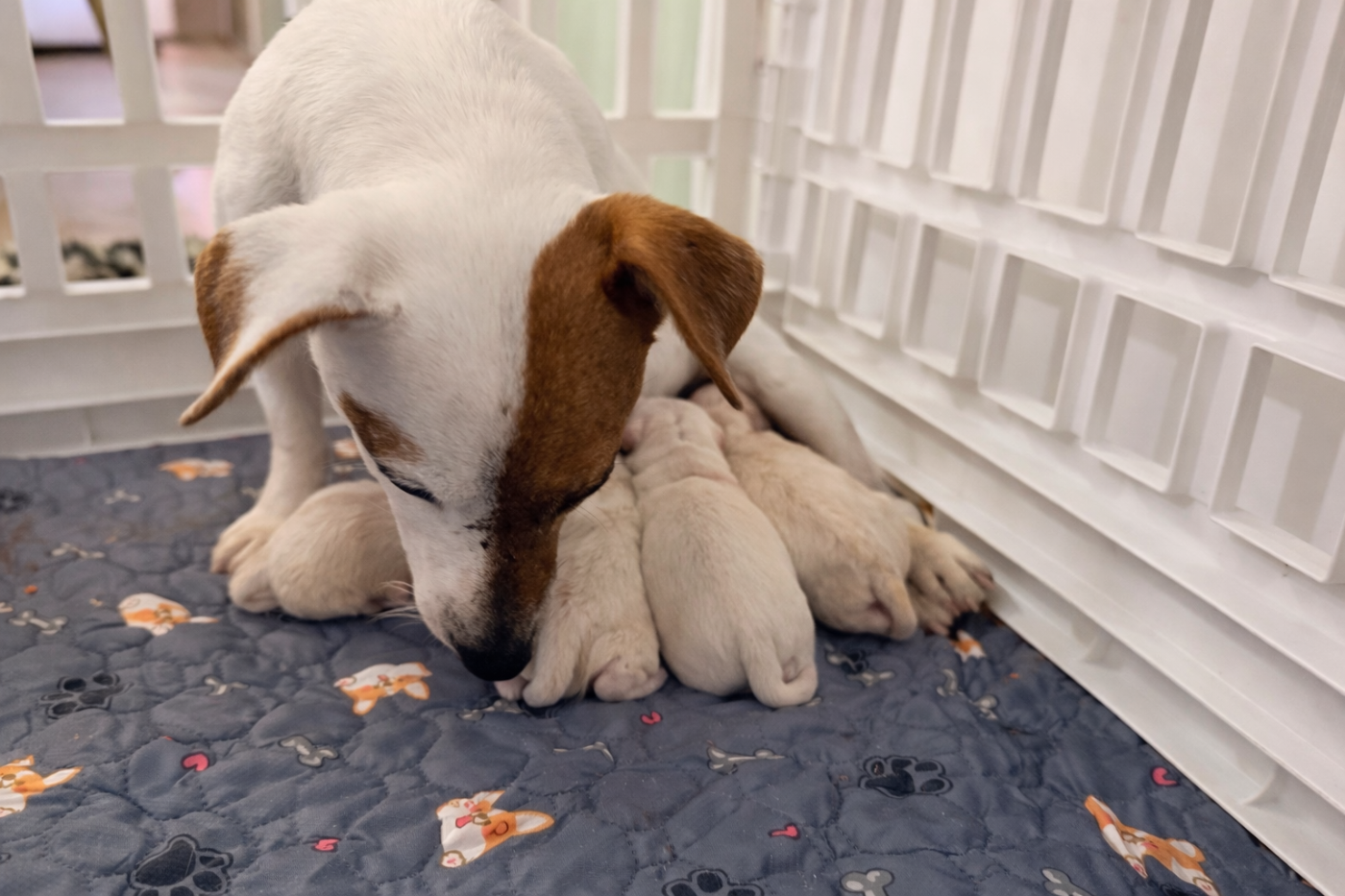 Chiot Jack Russell Terrier Des Niglots Du Gard