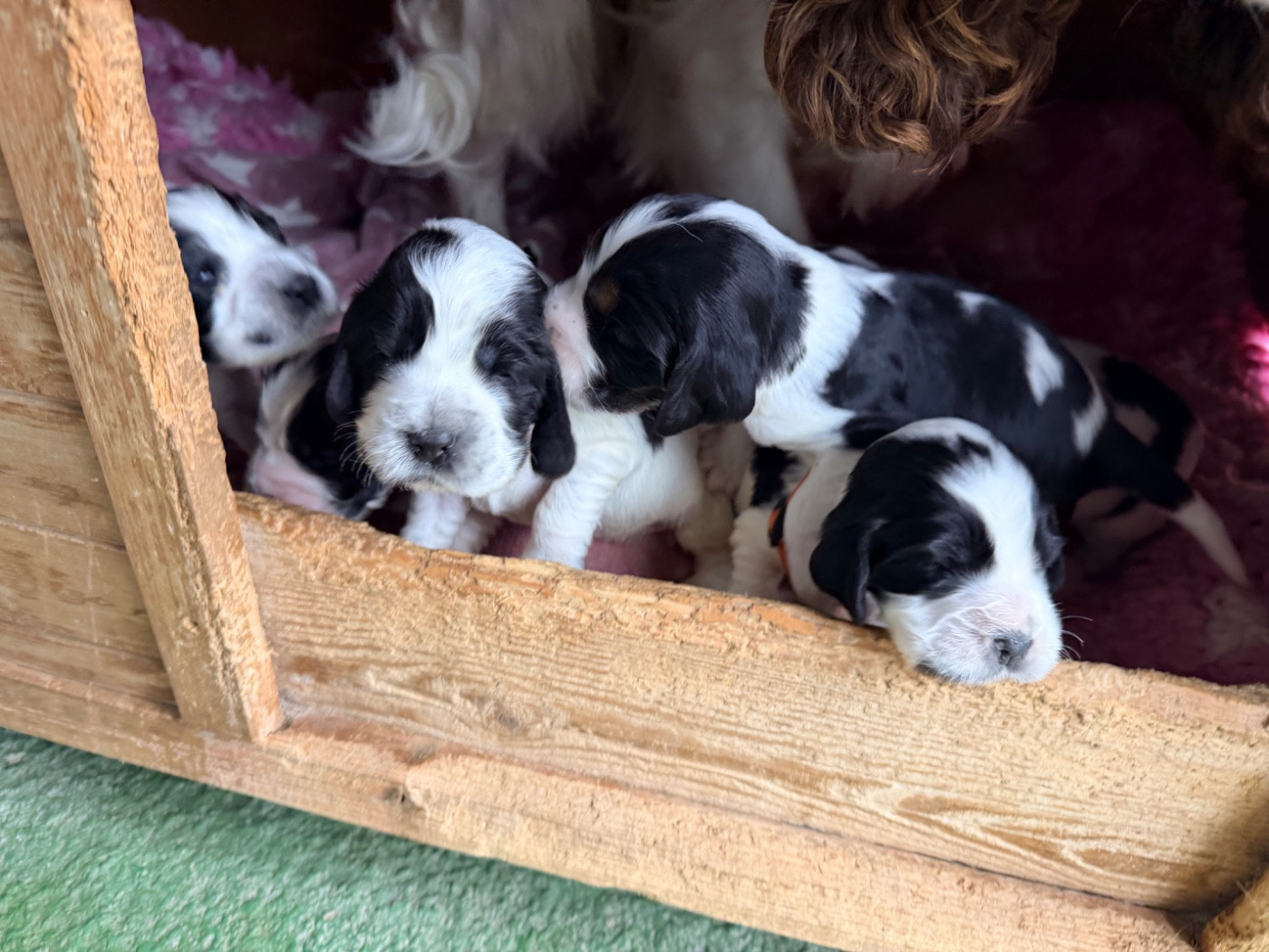 Des Niglots Du Gard - Cocker Spaniel Anglais - Portée née le 29/12/2025