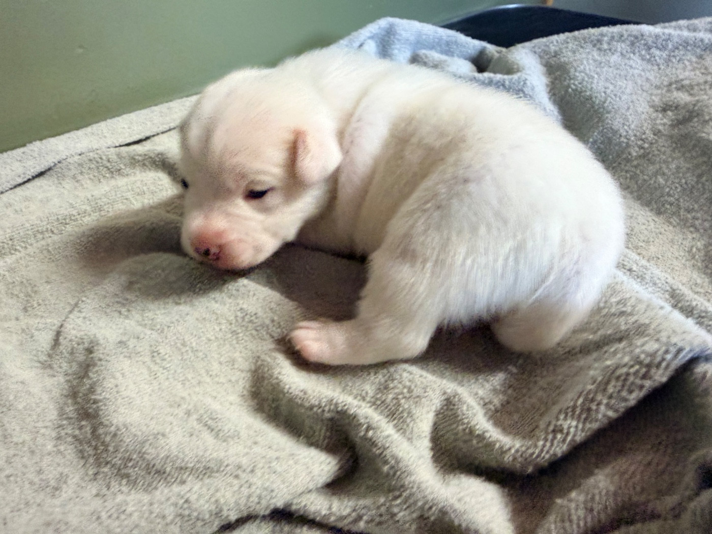 Des Niglots Du Gard - Chiots disponibles - Jack Russell Terrier