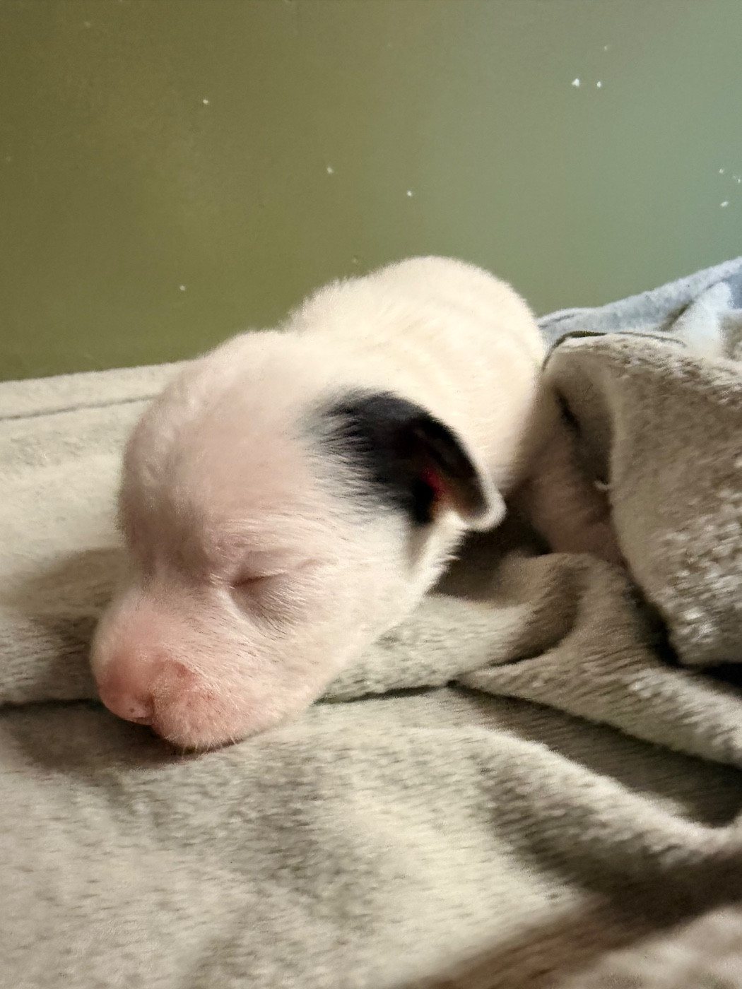 Des Niglots Du Gard - Chiots disponibles - Jack Russell Terrier