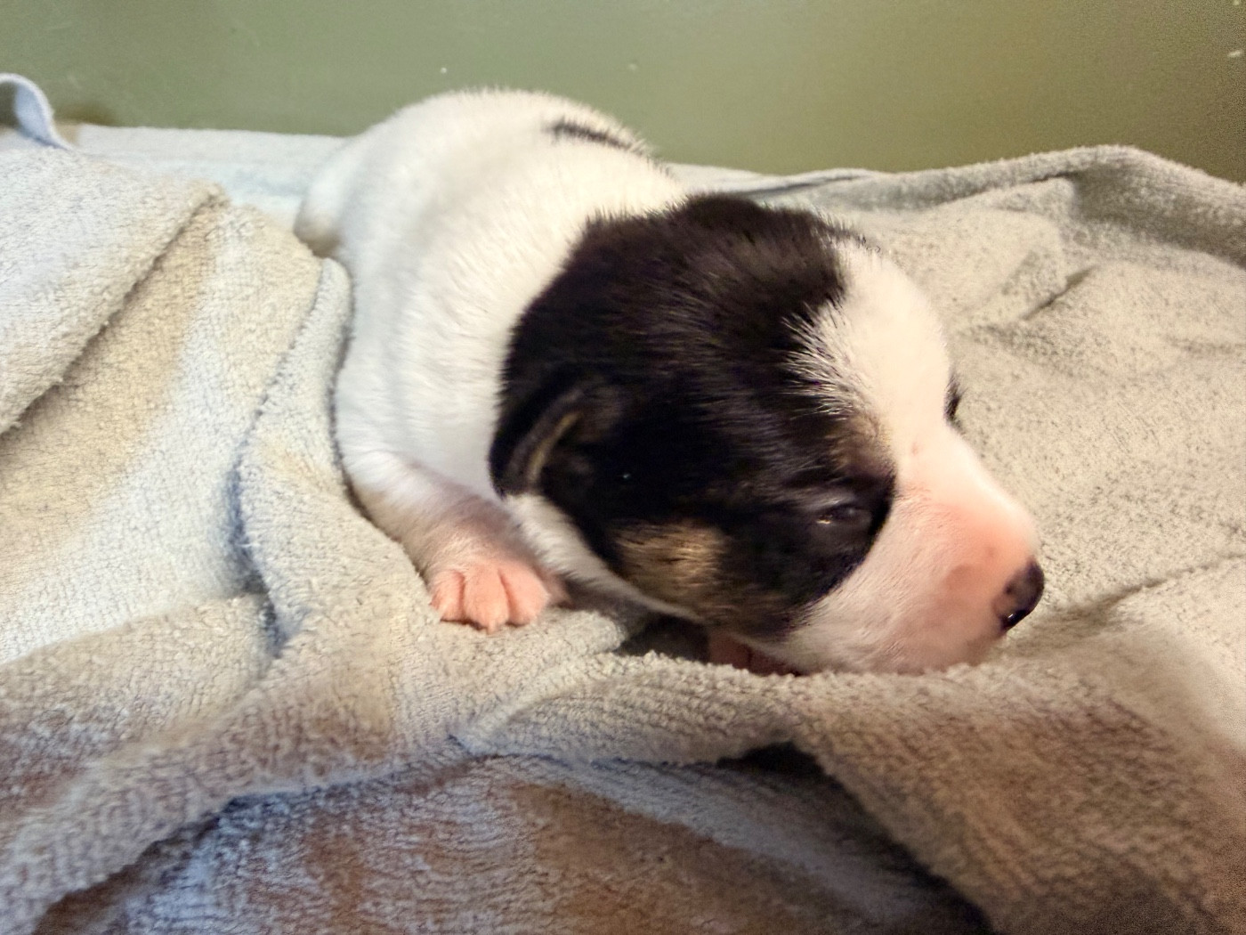 Des Niglots Du Gard - Chiots disponibles - Jack Russell Terrier