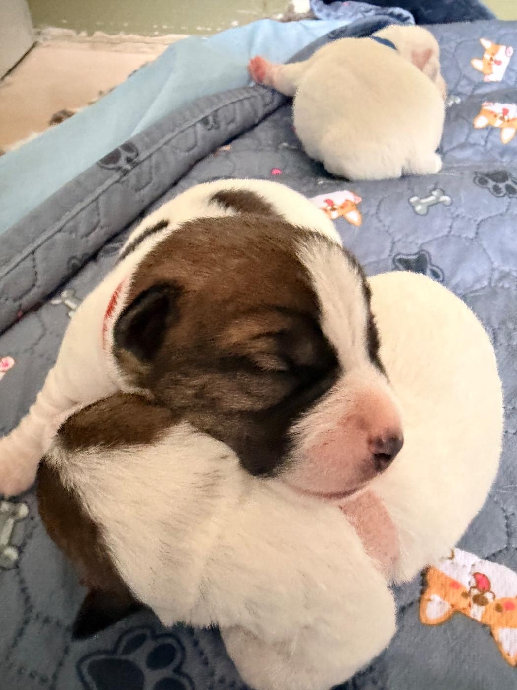 Des Niglots Du Gard - Chiots disponibles - Jack Russell Terrier