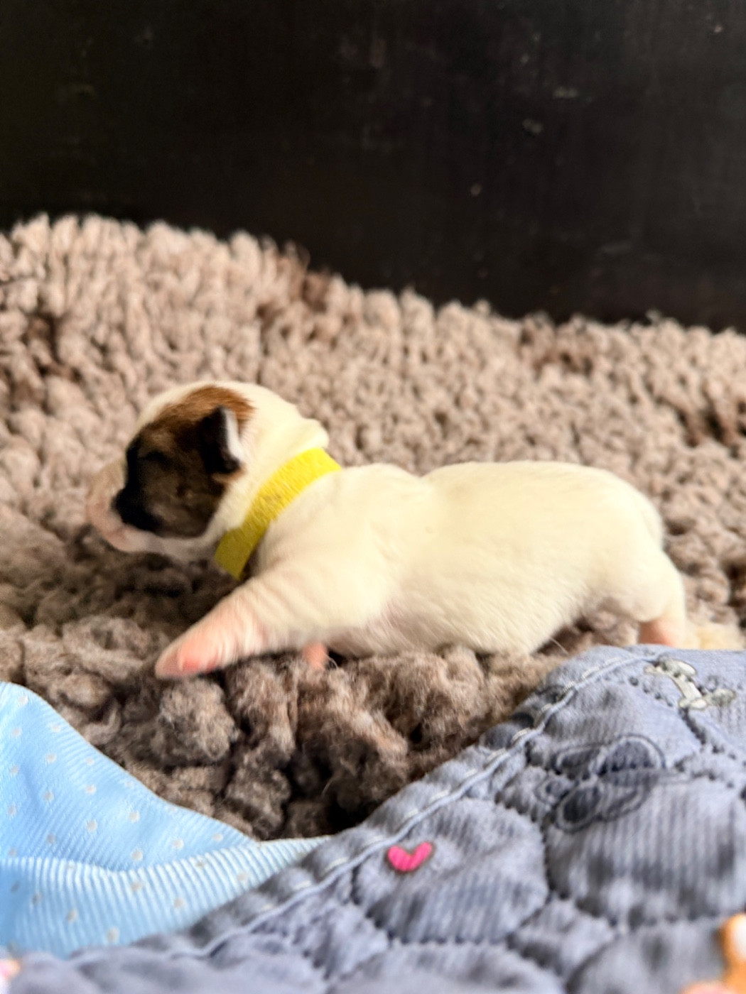 Des Niglots Du Gard - Chiots disponibles - Jack Russell Terrier