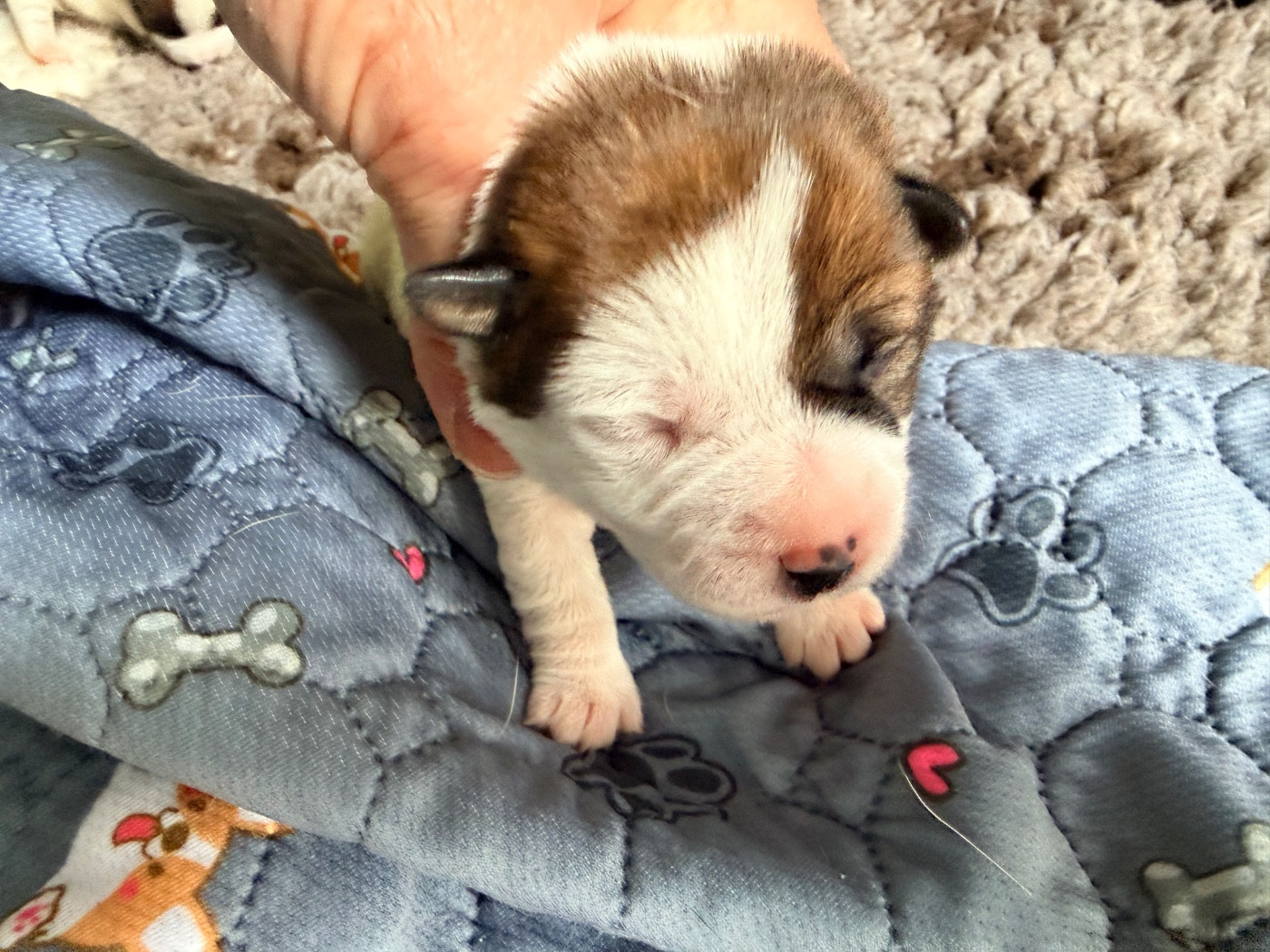 Des Niglots Du Gard - Chiots disponibles - Jack Russell Terrier