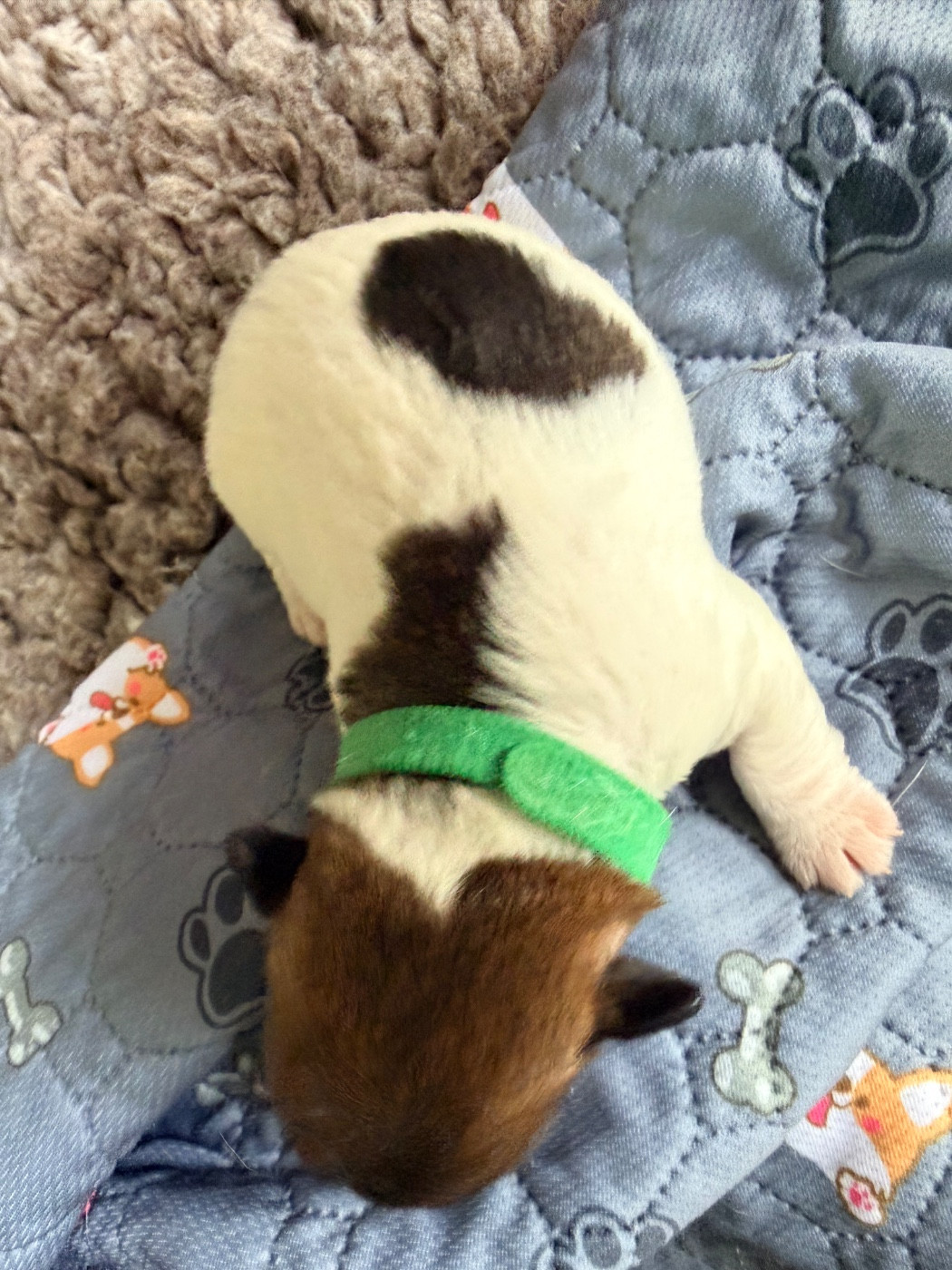 Des Niglots Du Gard - Chiots disponibles - Jack Russell Terrier