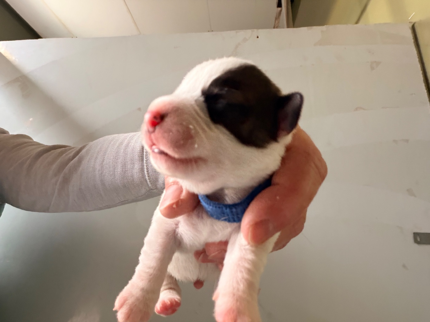 Des Niglots Du Gard - Chiots disponibles - Jack Russell Terrier