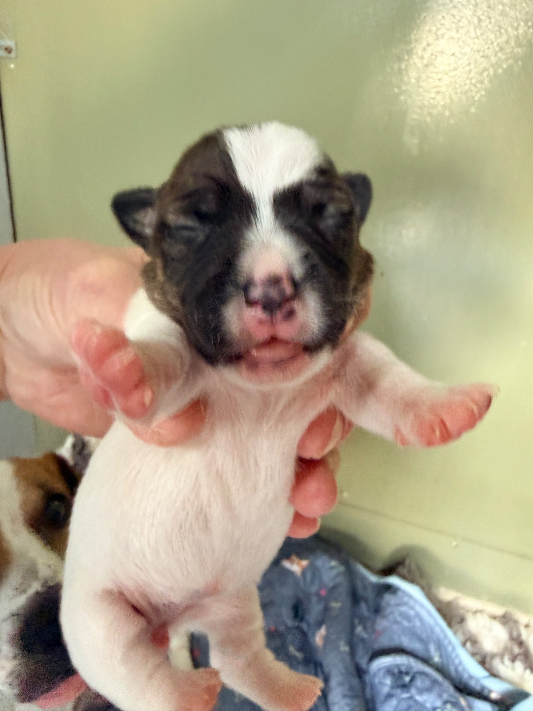 Des Niglots Du Gard - Chiots disponibles - Jack Russell Terrier