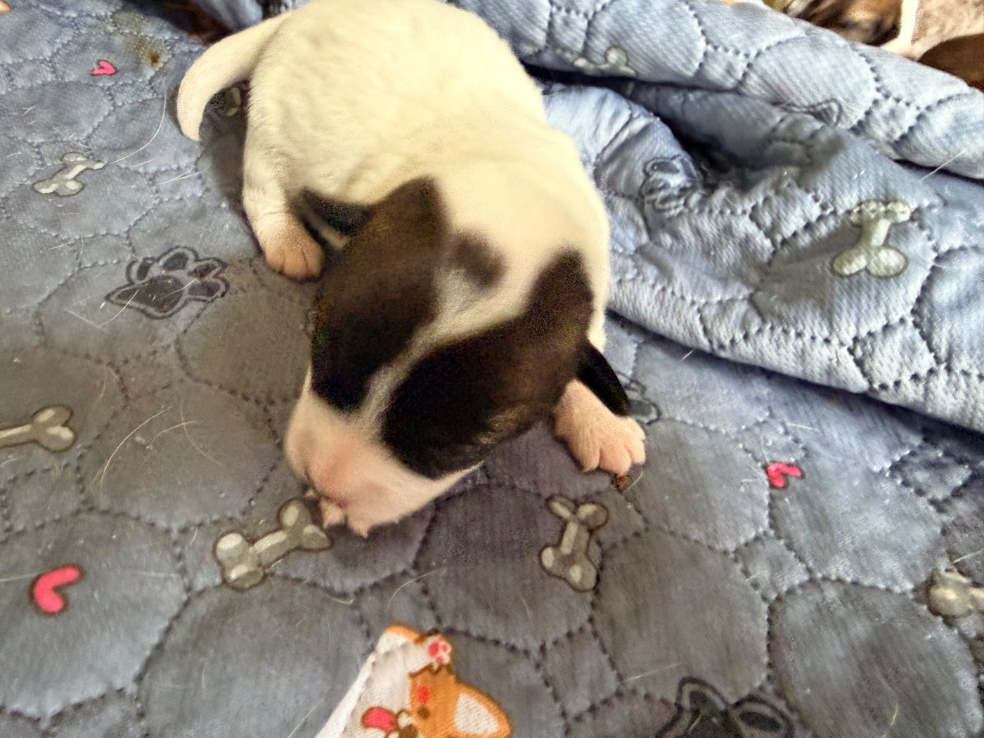 Des Niglots Du Gard - Chiots disponibles - Jack Russell Terrier