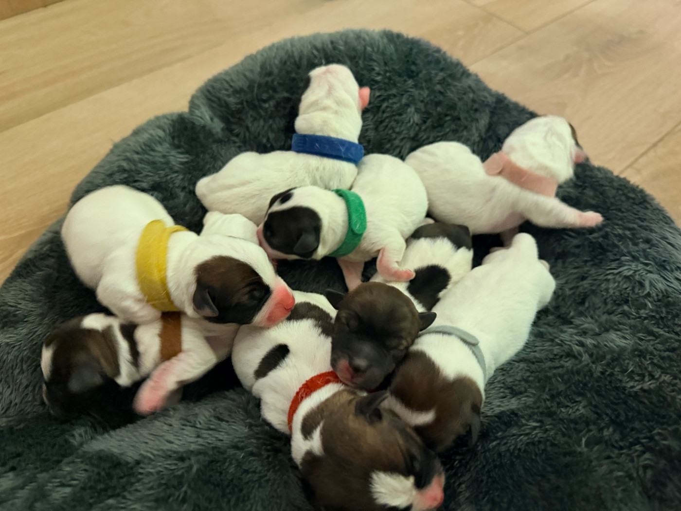 Chiot Jack Russell Terrier Des Niglots Du Gard