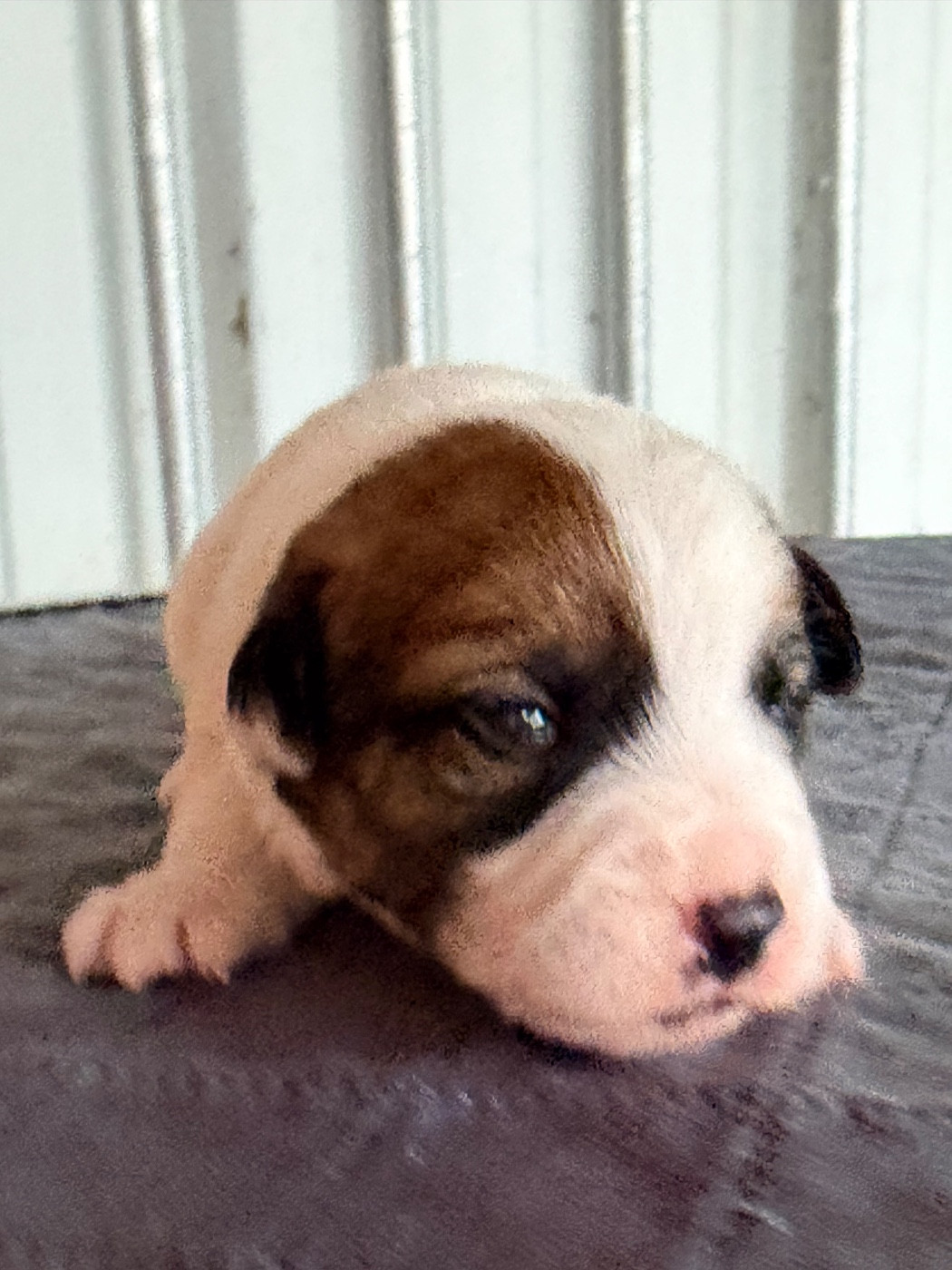 Des Niglots Du Gard - Chiots disponibles - Jack Russell Terrier