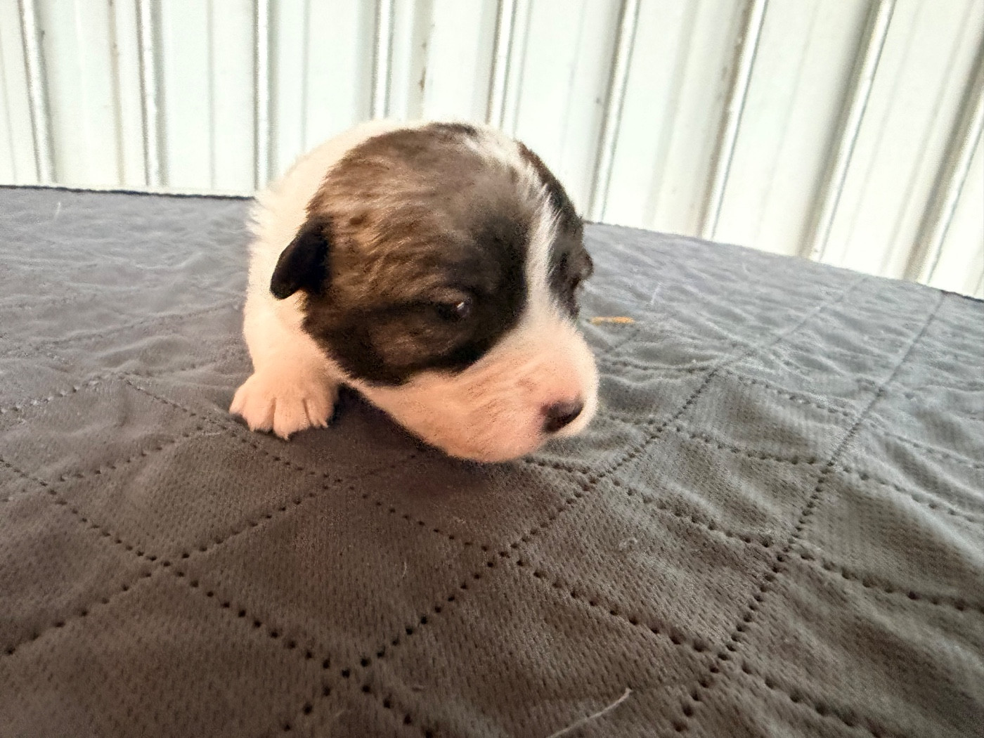 Des Niglots Du Gard - Chiots disponibles - Jack Russell Terrier