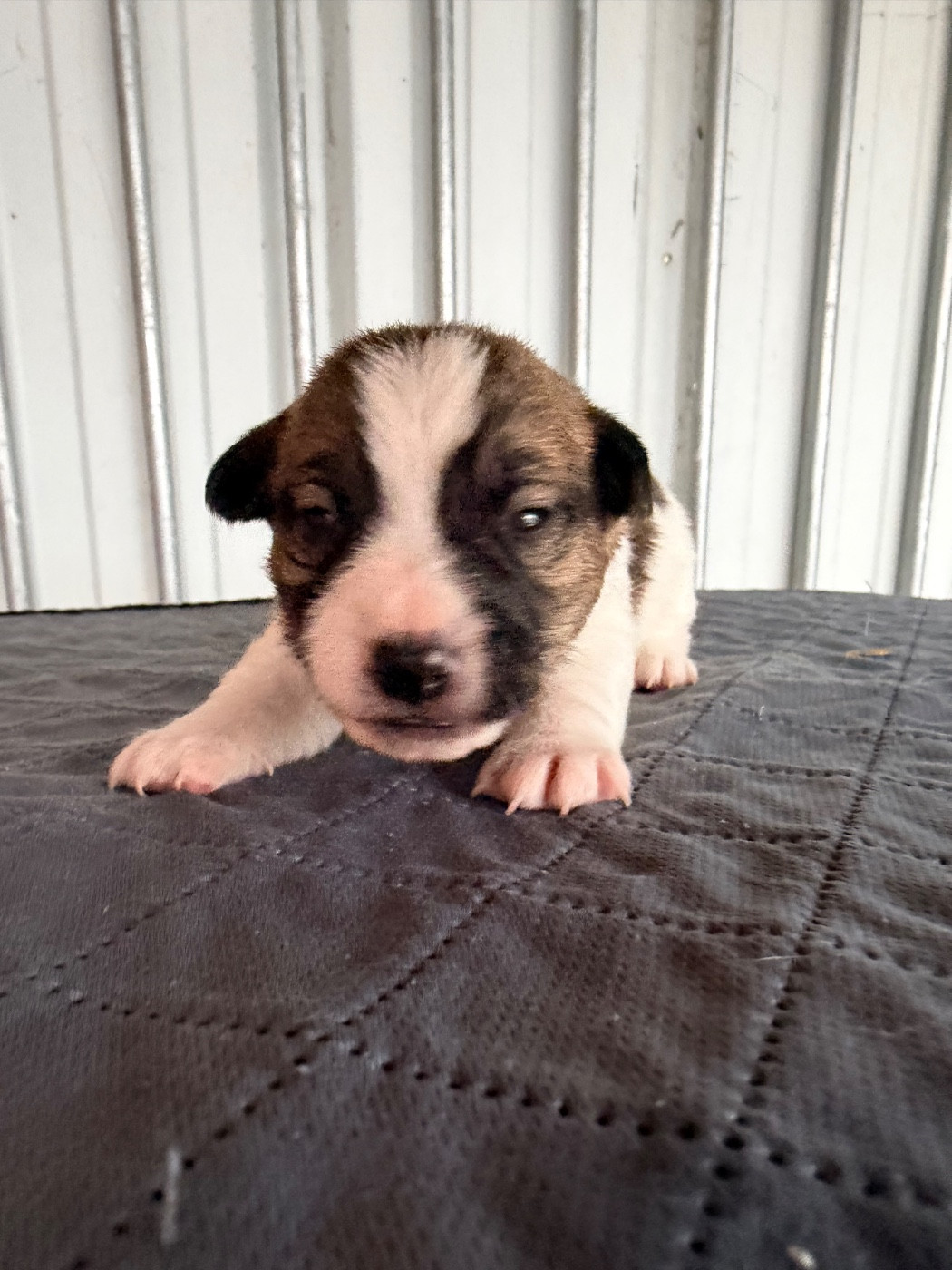 Des Niglots Du Gard - Chiots disponibles - Jack Russell Terrier
