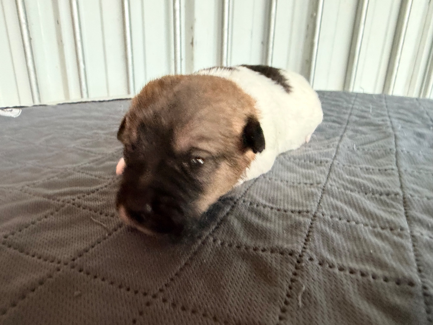 Des Niglots Du Gard - Chiots disponibles - Jack Russell Terrier