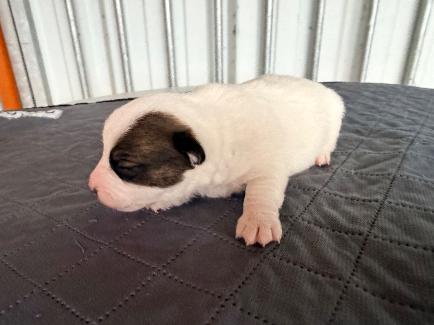 Des Niglots Du Gard - Chiots disponibles - Jack Russell Terrier