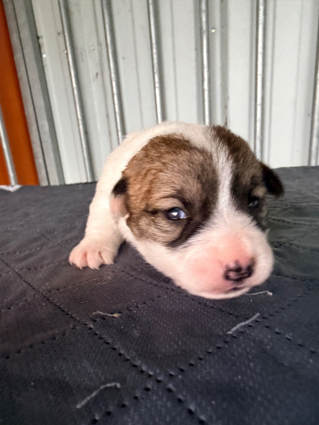 Des Niglots Du Gard - Chiots disponibles - Jack Russell Terrier