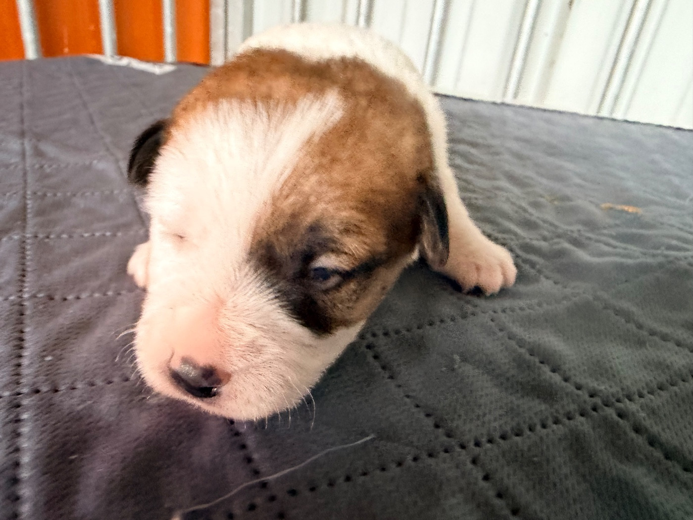 Des Niglots Du Gard - Chiots disponibles - Jack Russell Terrier