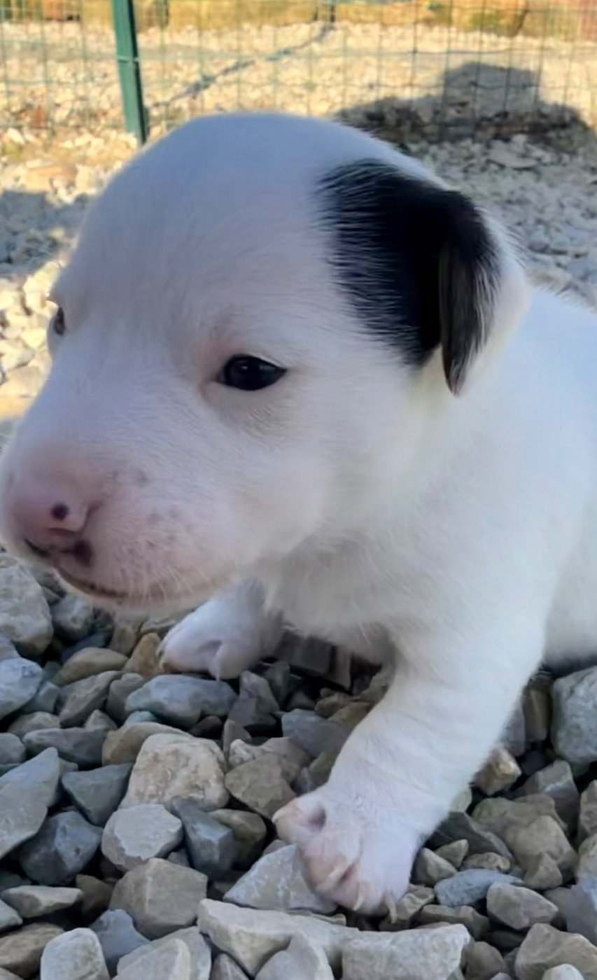 Des Niglots Du Gard - Chiots disponibles - Jack Russell Terrier
