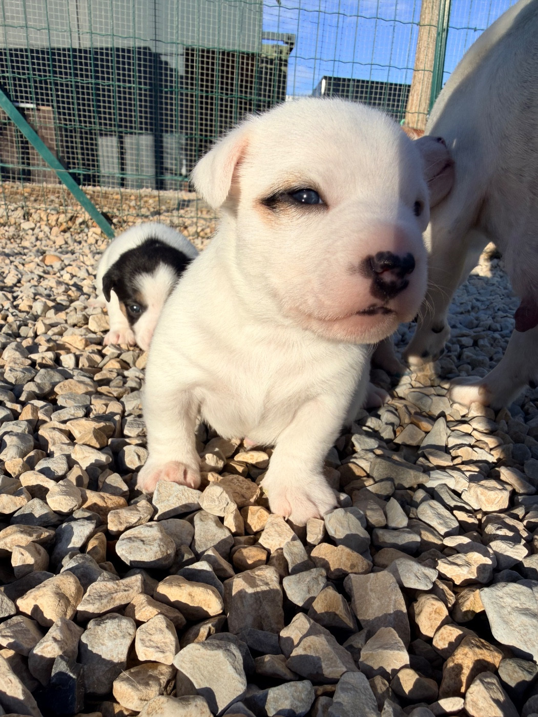 Des Niglots Du Gard - Chiots disponibles - Jack Russell Terrier