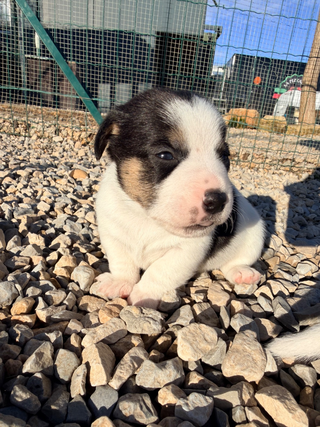 Des Niglots Du Gard - Chiots disponibles - Jack Russell Terrier