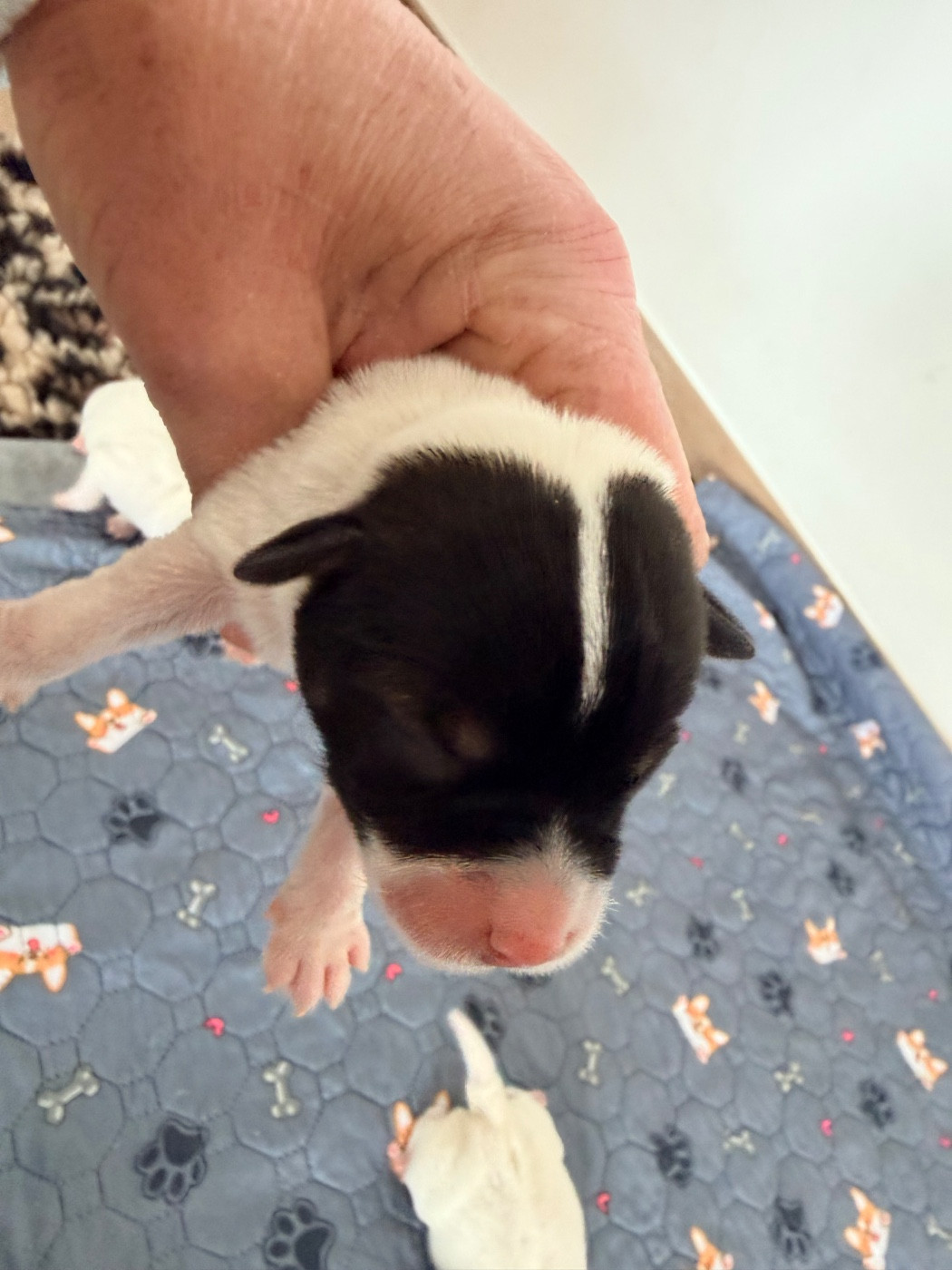 Des Niglots Du Gard - Chiots disponibles - Jack Russell Terrier