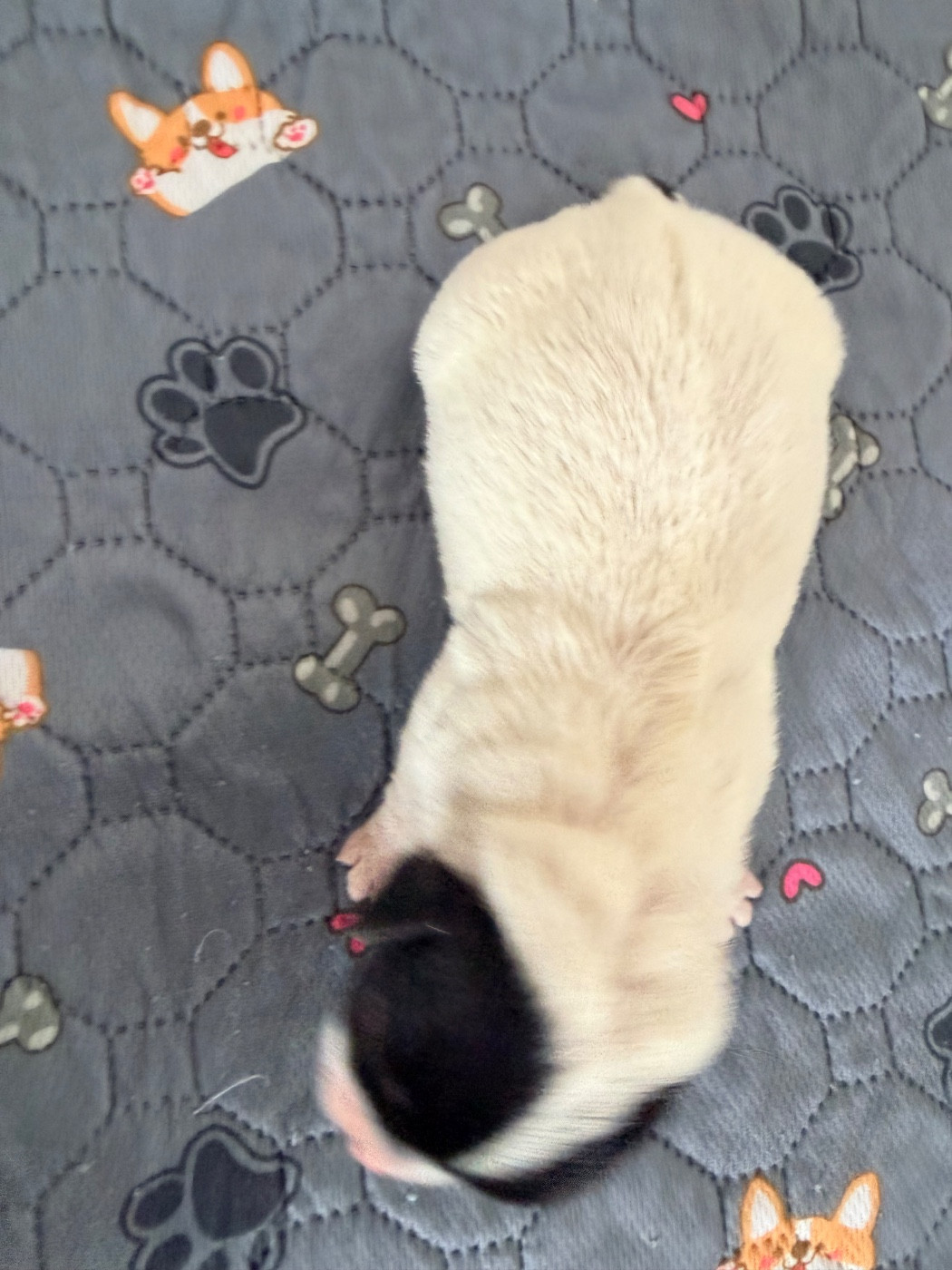 Des Niglots Du Gard - Chiots disponibles - Jack Russell Terrier