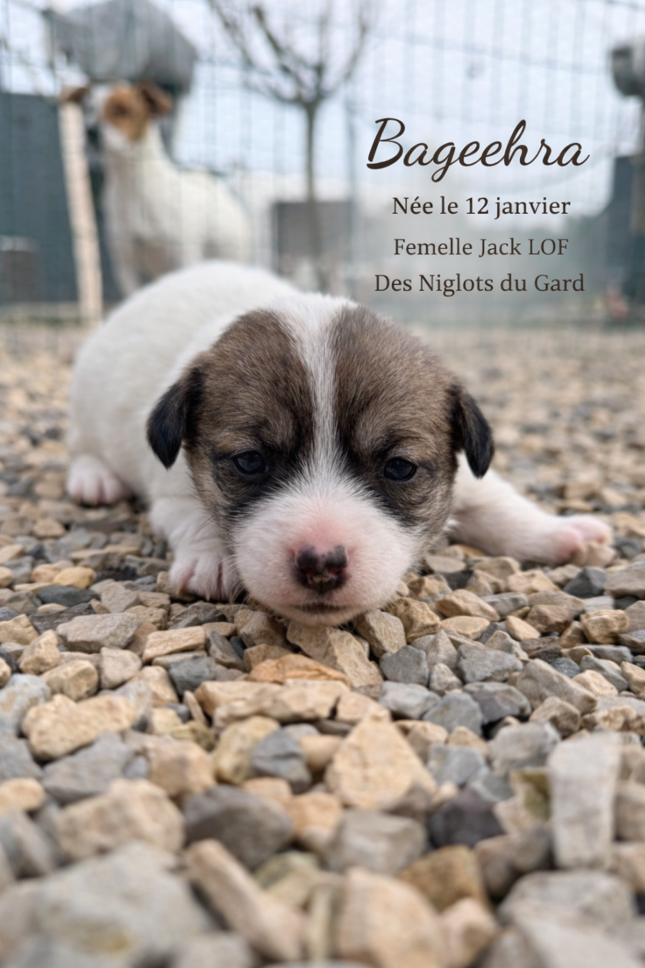 Des Niglots Du Gard - Chiots disponibles - Jack Russell Terrier