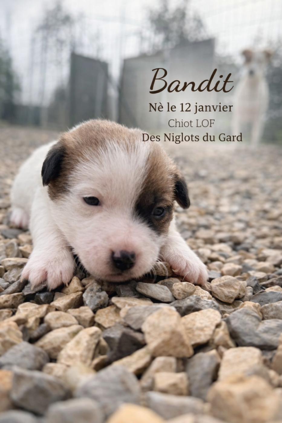 Des Niglots Du Gard - Chiots disponibles - Jack Russell Terrier