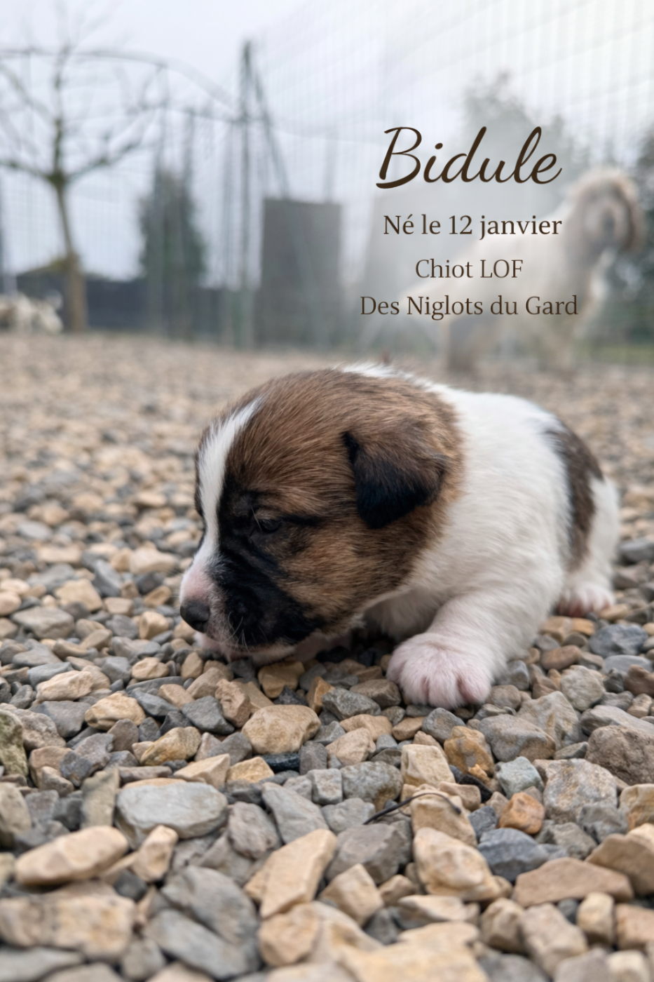 Des Niglots Du Gard - Chiots disponibles - Jack Russell Terrier