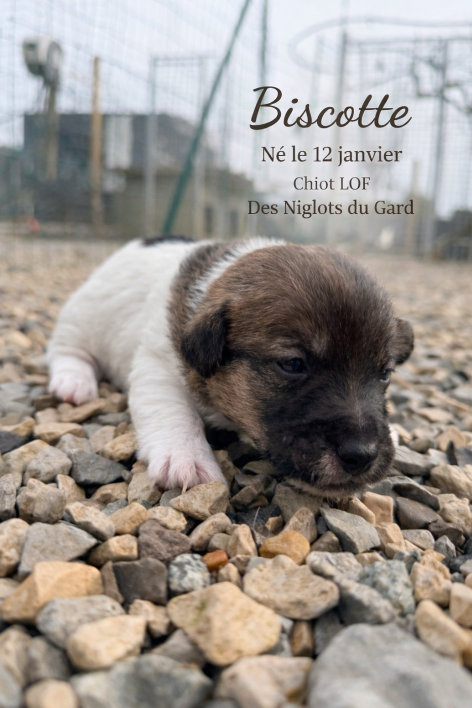Des Niglots Du Gard - Chiots disponibles - Jack Russell Terrier