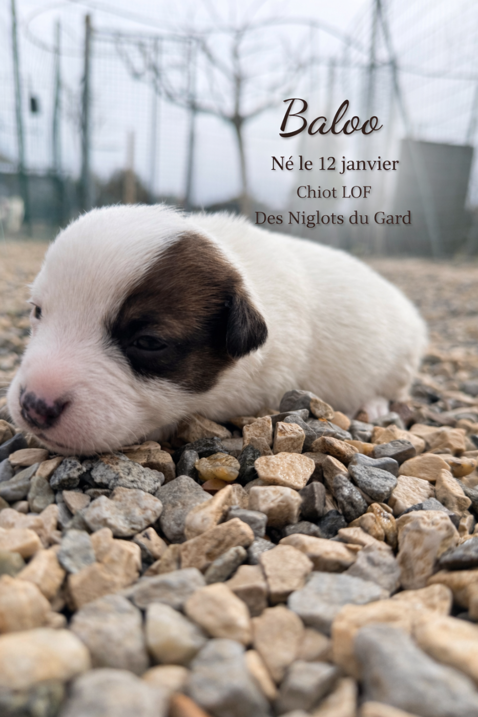 Des Niglots Du Gard - Chiots disponibles - Jack Russell Terrier