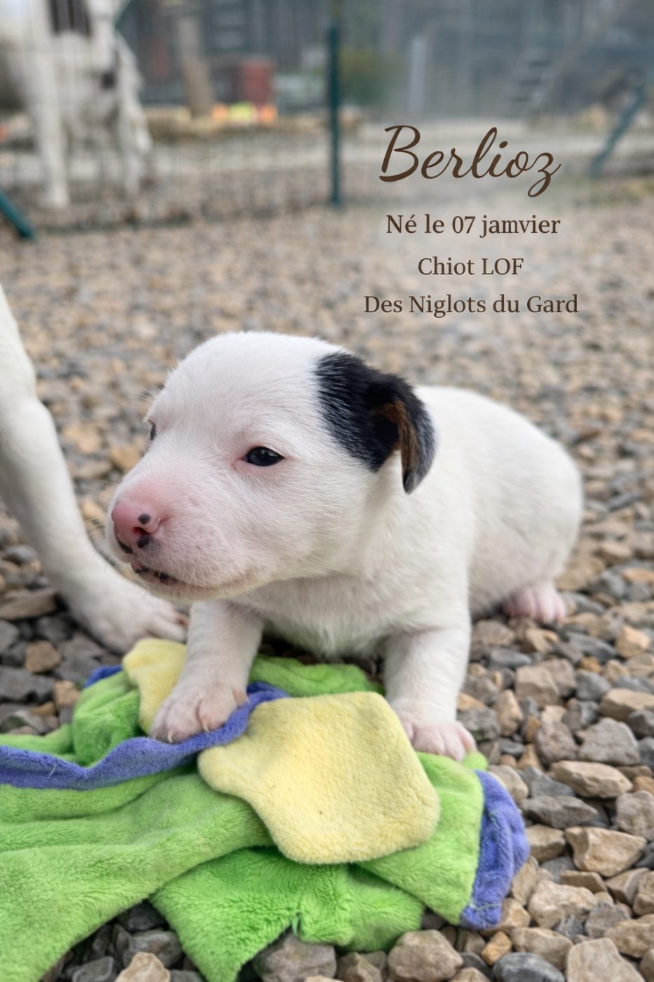 Des Niglots Du Gard - Chiots disponibles - Jack Russell Terrier