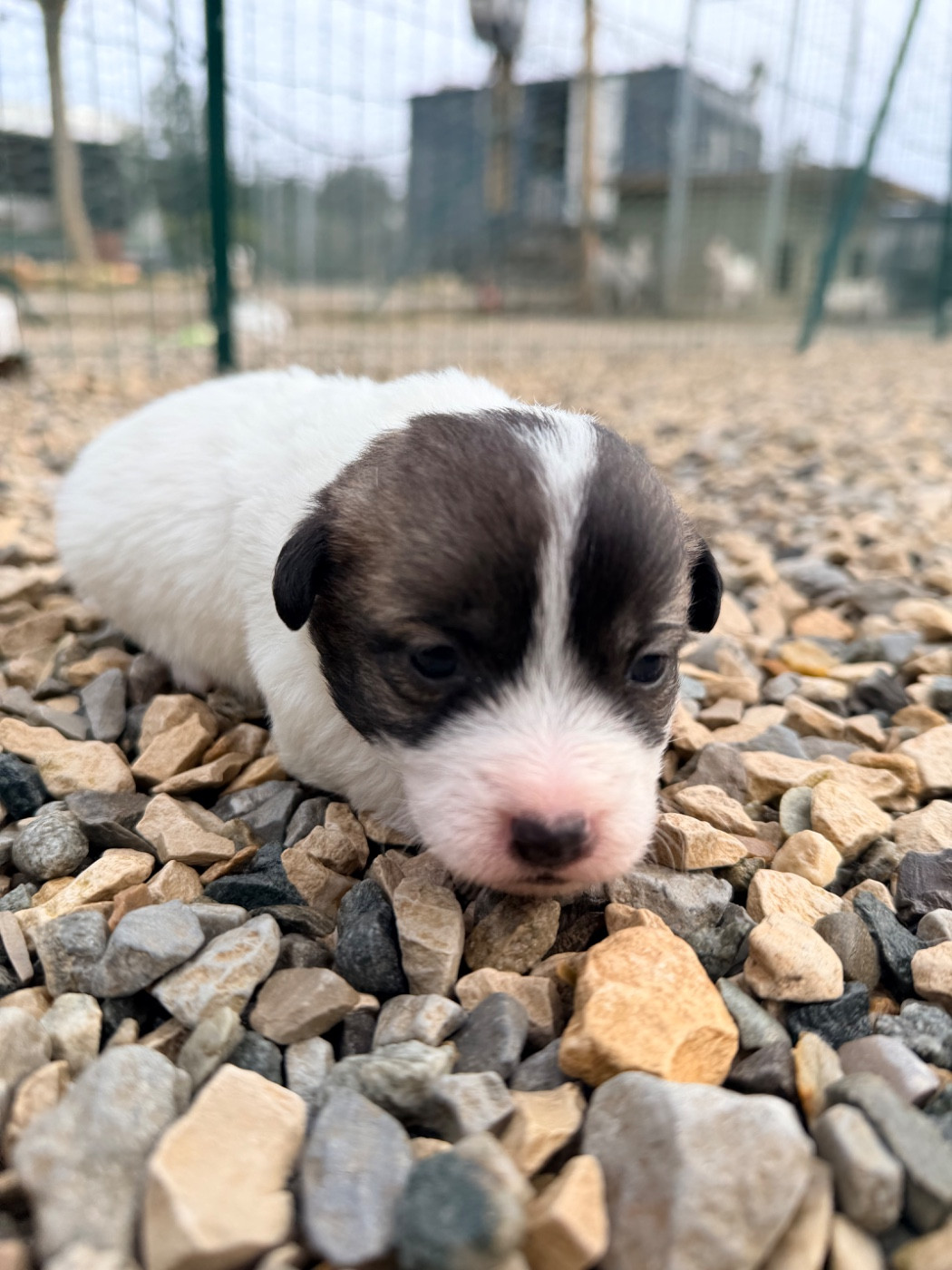 Des Niglots Du Gard - Chiots disponibles - Jack Russell Terrier