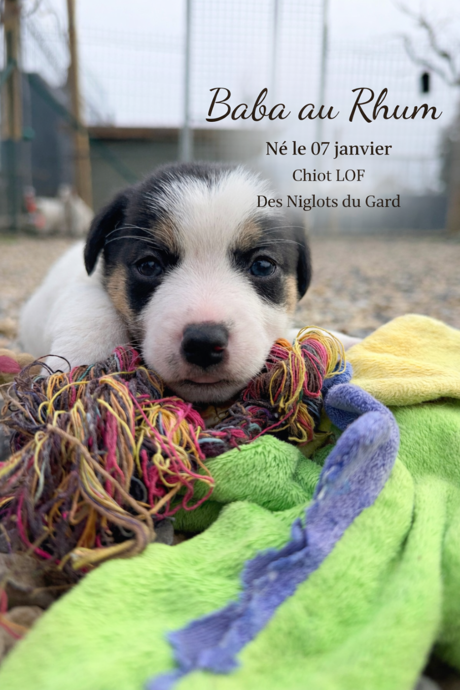 Des Niglots Du Gard - Chiots disponibles - Jack Russell Terrier