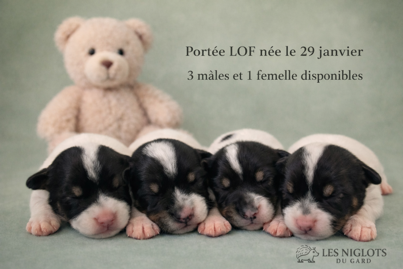 Des Niglots Du Gard - Jack Russell Terrier - Portée née le 29/01/2026