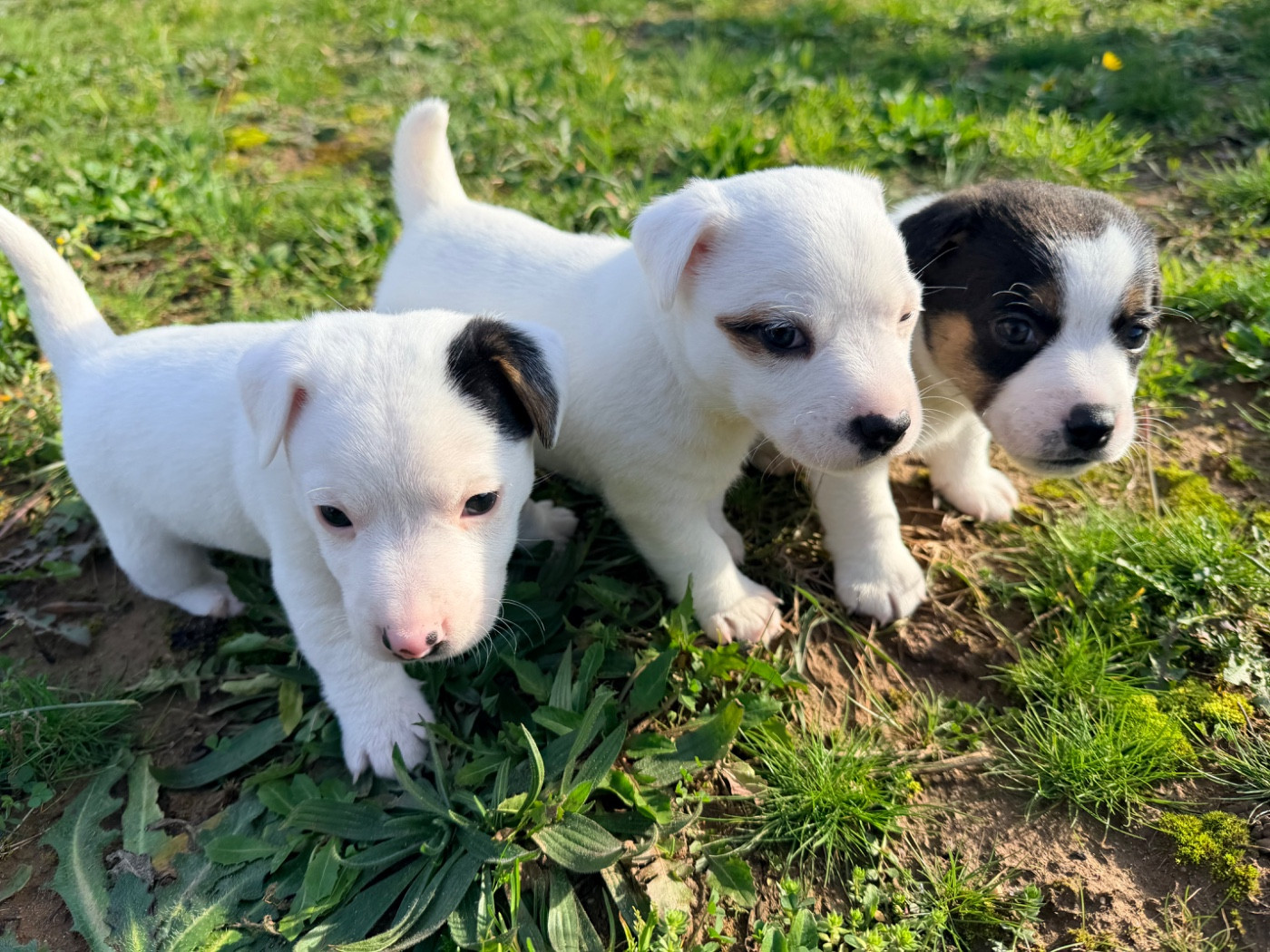 Chiot Jack Russell Terrier Des Niglots Du Gard