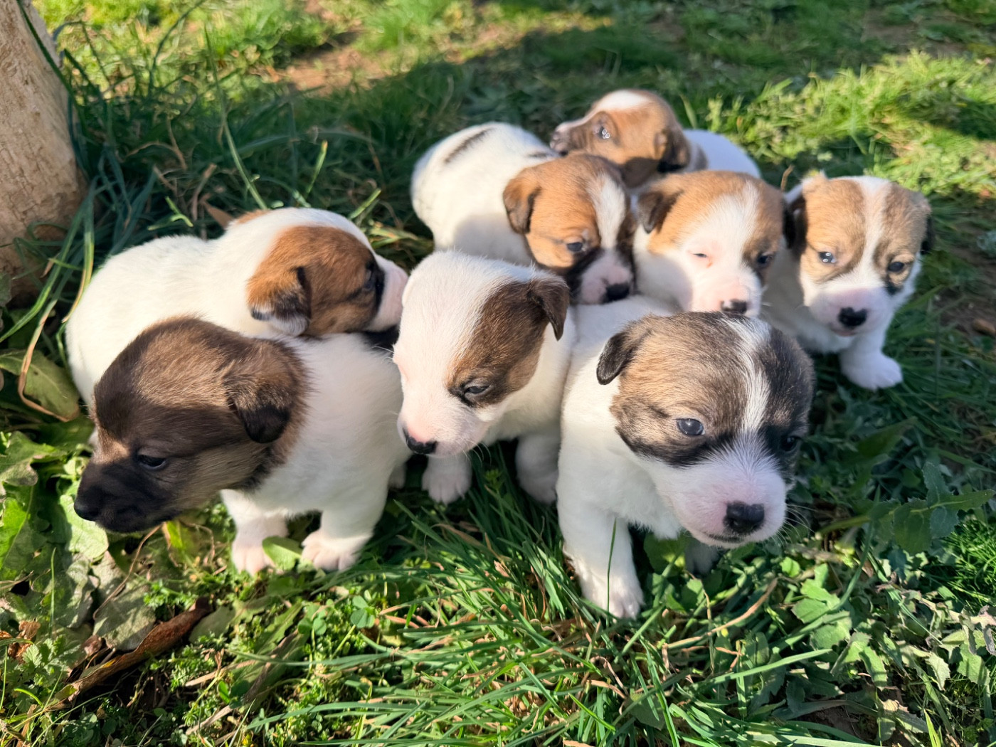 Des Niglots Du Gard - Jack Russell Terrier - Portée née le 12/01/2026