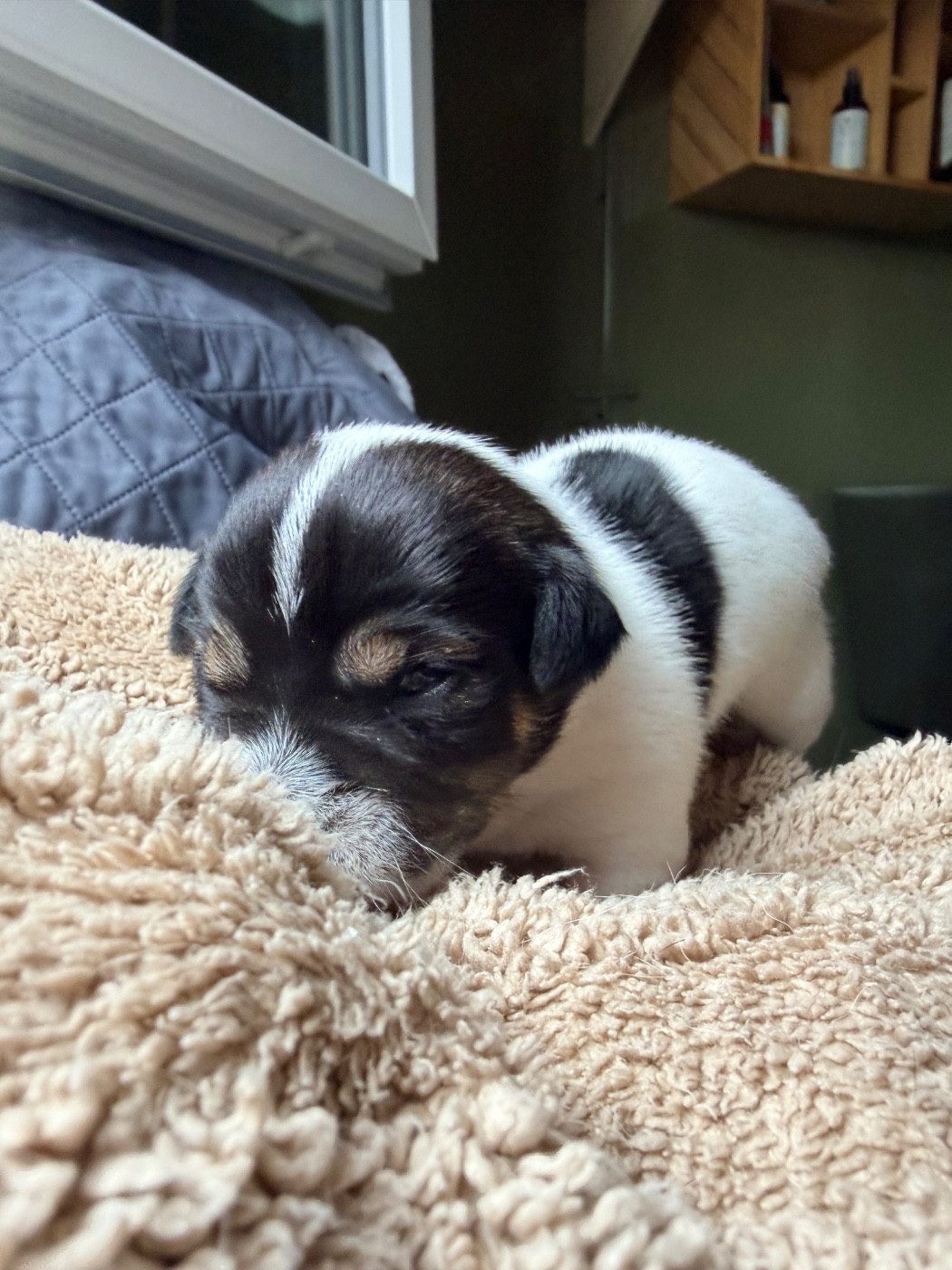 Des Niglots Du Gard - Chiots disponibles - Jack Russell Terrier
