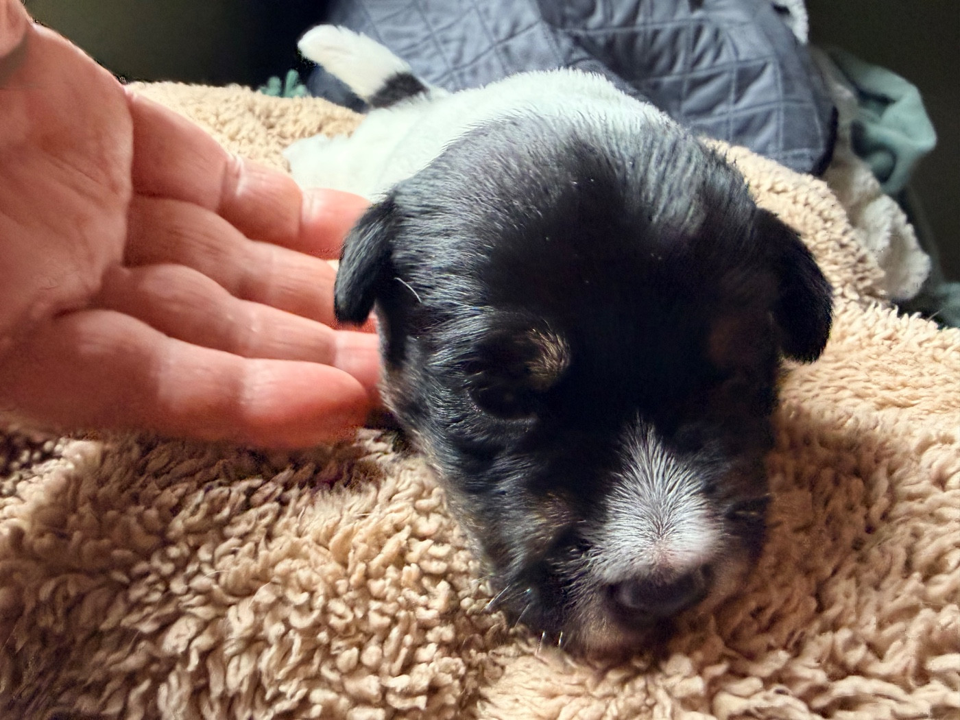 Des Niglots Du Gard - Chiots disponibles - Jack Russell Terrier