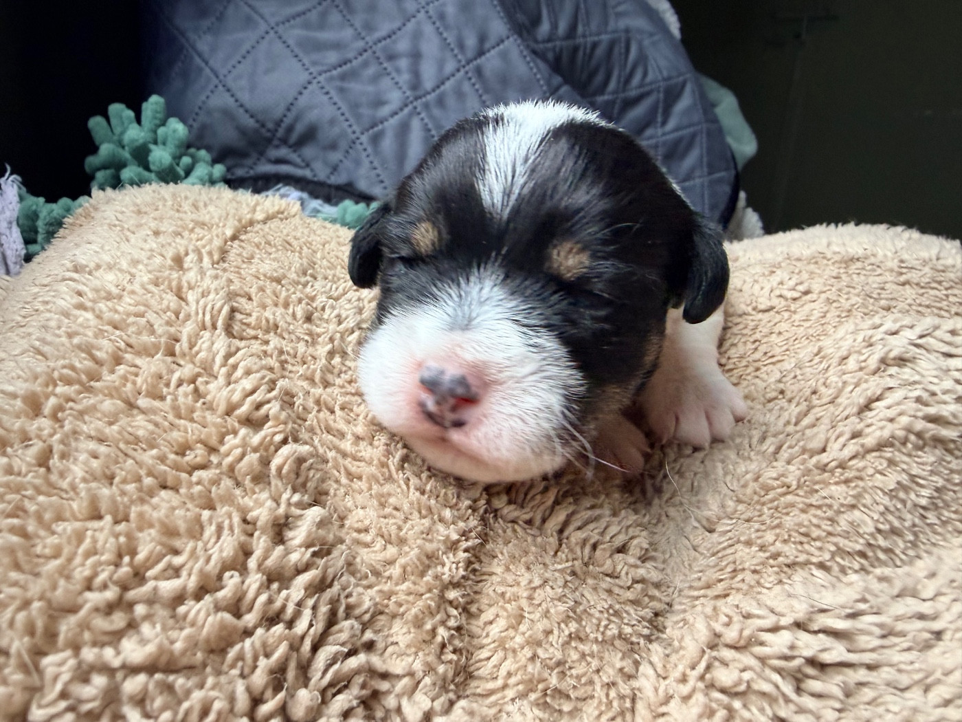 Des Niglots Du Gard - Chiots disponibles - Jack Russell Terrier