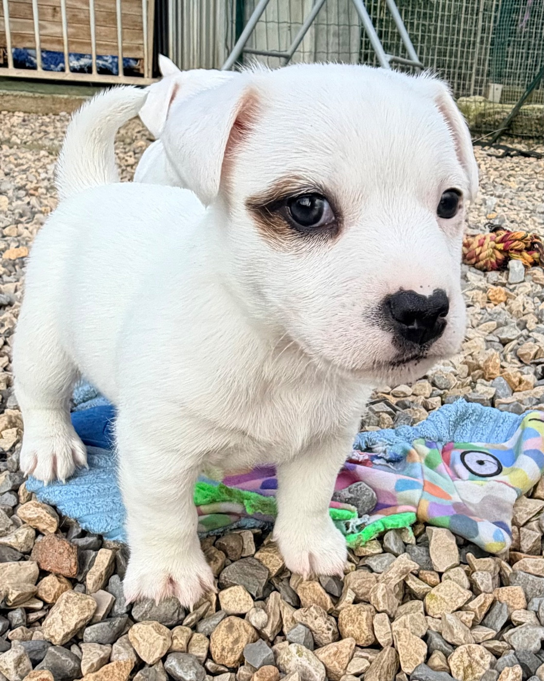 Des Niglots Du Gard - Chiots disponibles - Jack Russell Terrier