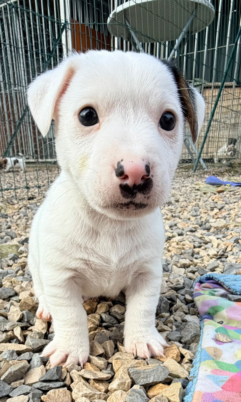 Des Niglots Du Gard - Chiots disponibles - Jack Russell Terrier