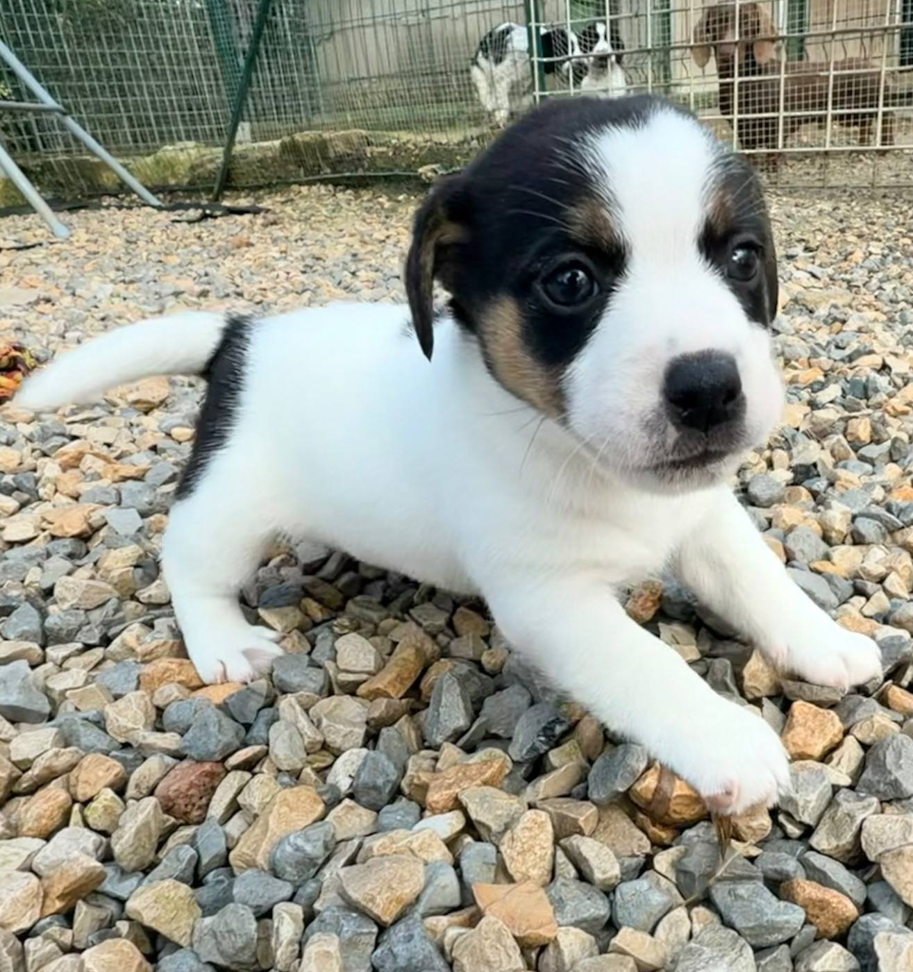 Des Niglots Du Gard - Chiots disponibles - Jack Russell Terrier