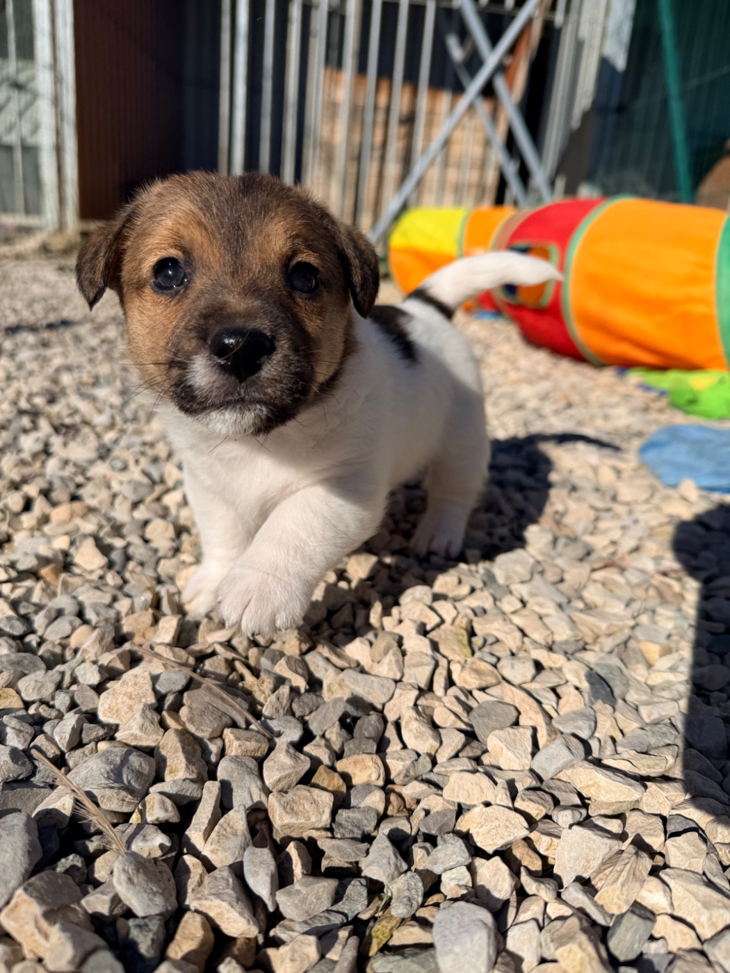 Des Niglots Du Gard - Chiots disponibles - Jack Russell Terrier