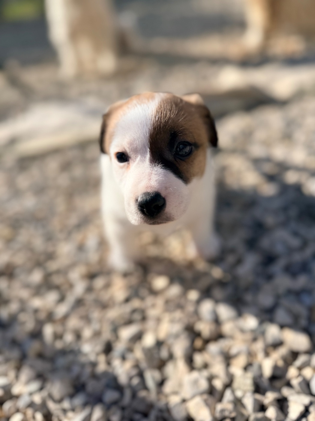 Des Niglots Du Gard - Chiots disponibles - Jack Russell Terrier