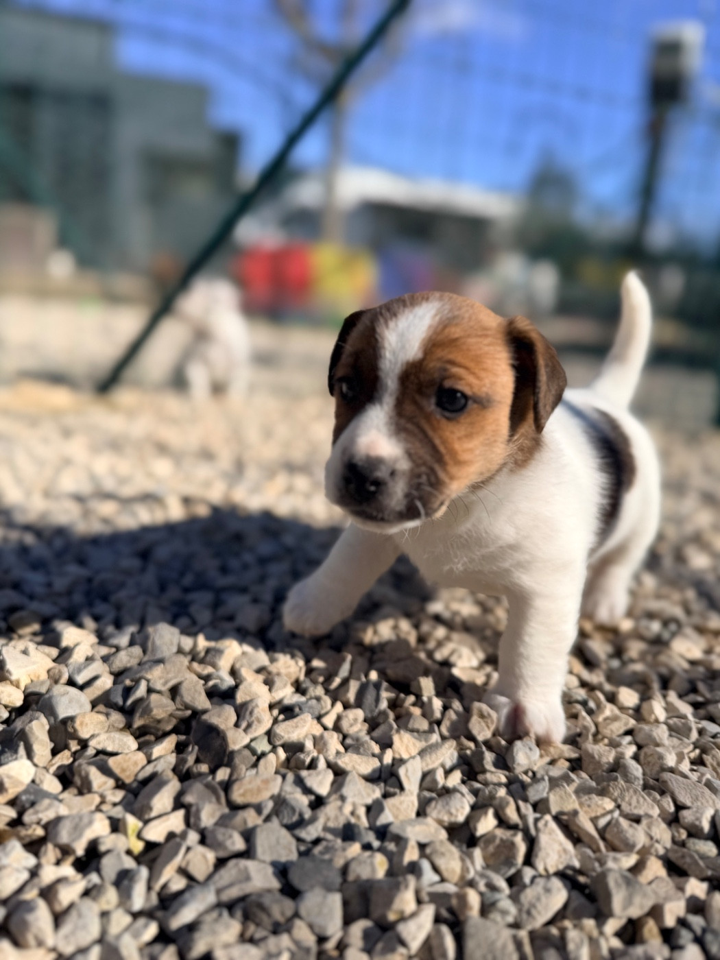 Des Niglots Du Gard - Chiots disponibles - Jack Russell Terrier