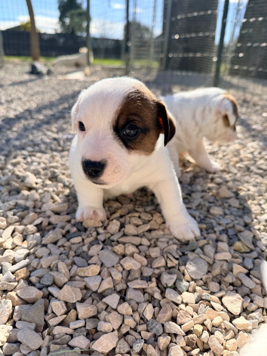 Des Niglots Du Gard - Chiots disponibles - Jack Russell Terrier