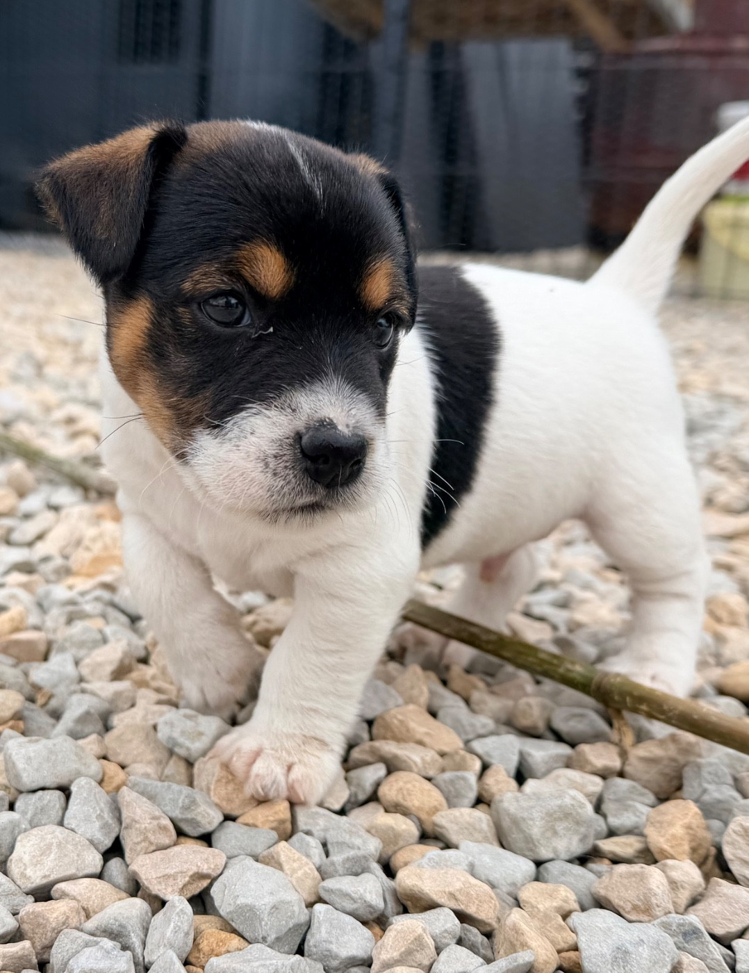 Des Niglots Du Gard - Chiots disponibles - Jack Russell Terrier