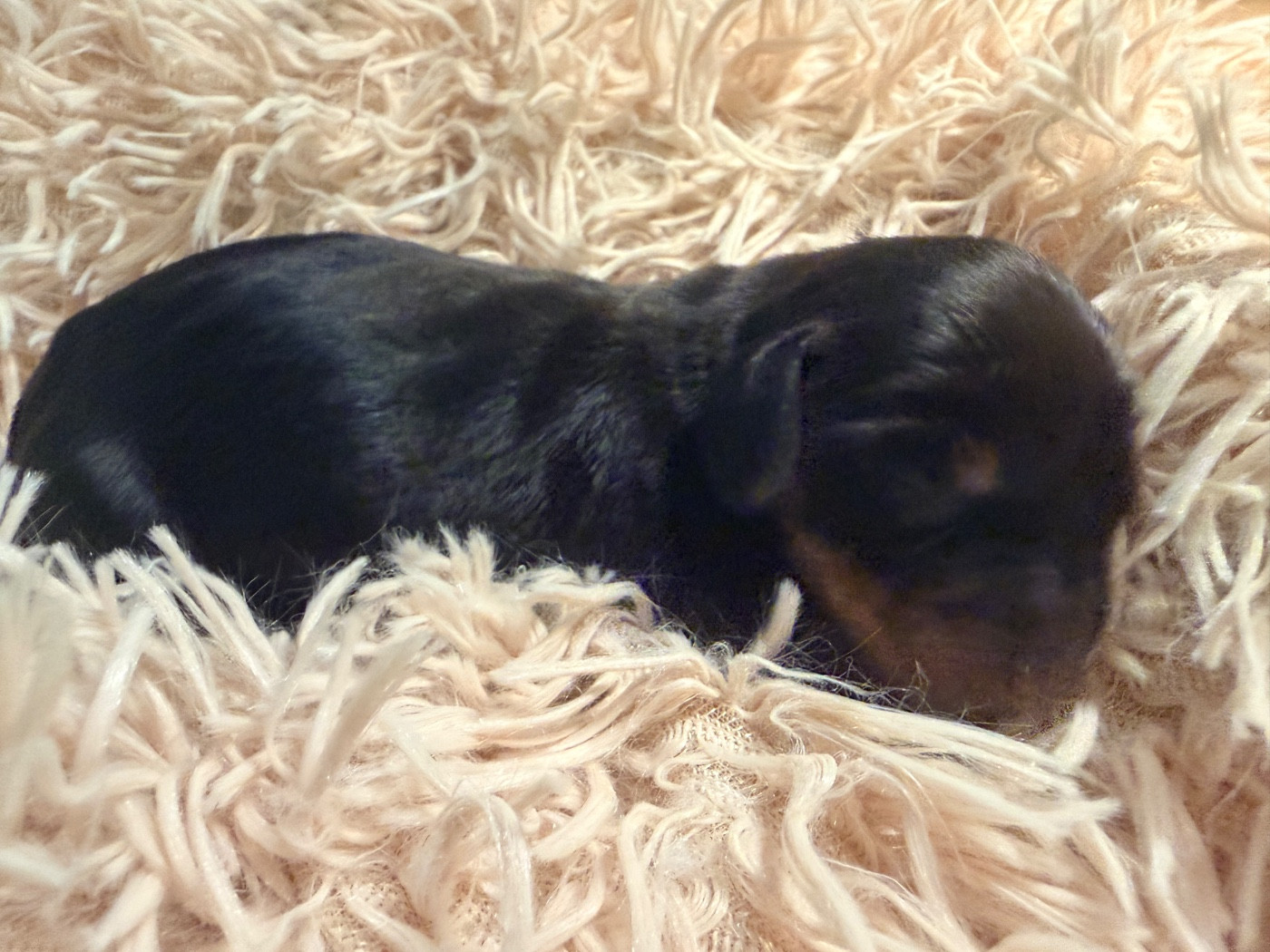 Des Niglots Du Gard - Chiots disponibles - Teckel poil ras