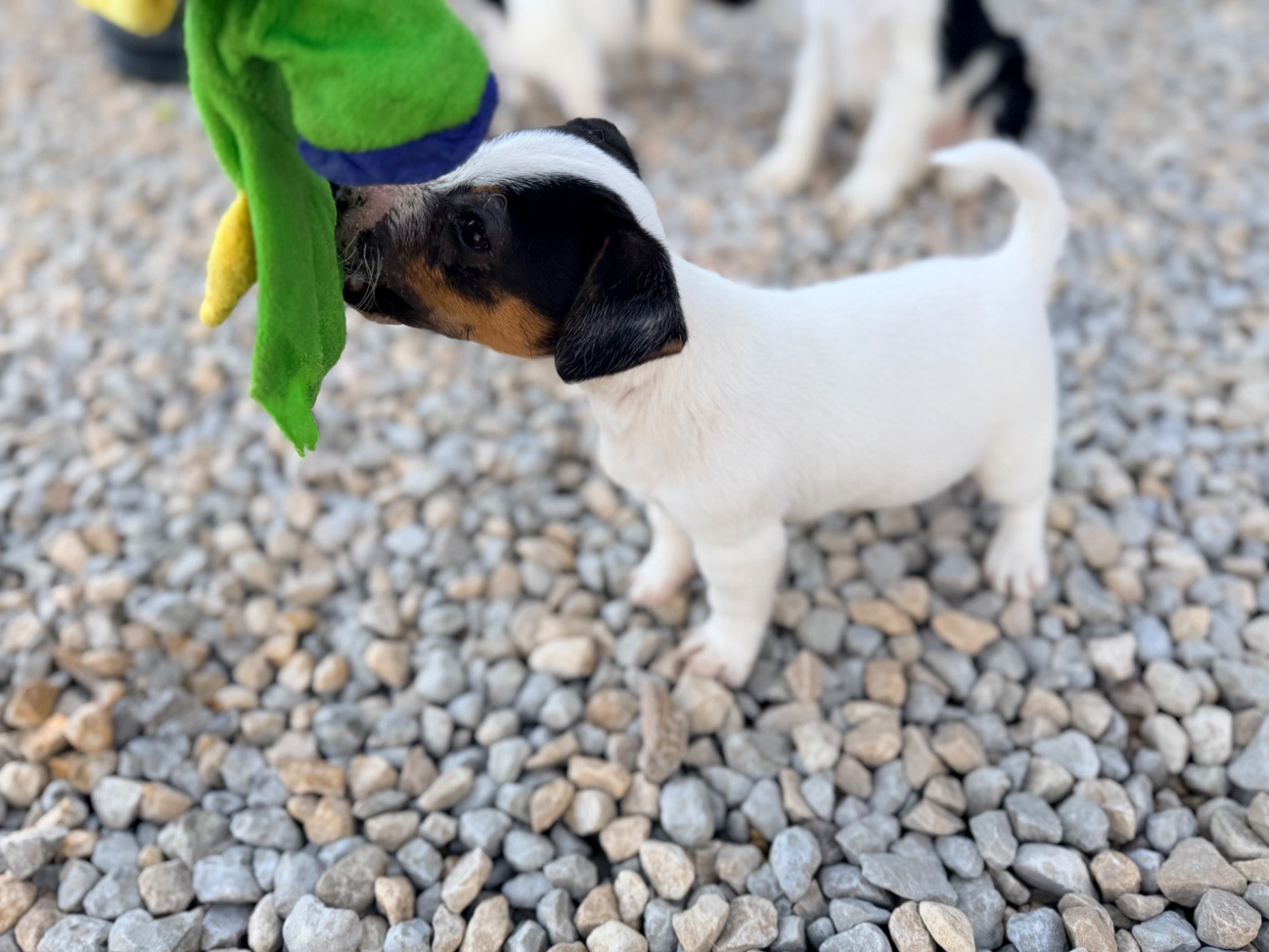 Des Niglots Du Gard - Chiots disponibles - Jack Russell Terrier